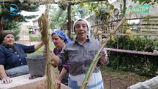 Zungri - La Giornata del Pane - n 5