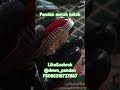 Pandan merah sisik betok#akikpandan #pandanmerah #pandanbetok #pandanlovers #spsdj #spsdh