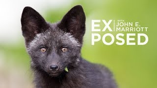 Where did EXPOSED Go? by EXPOSED Wildlife Conservancy 5,348 views 5 years ago 3 minutes, 43 seconds