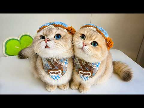 24 hours Classical Music for Cats! Classical Music with Orchestra and Piano to Relax Your Cat!