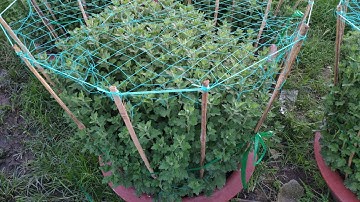 Bông Tết 2020 #Video 6 . Sỉ bông cúc đại đoá  23/10/2019 Âm Lịch