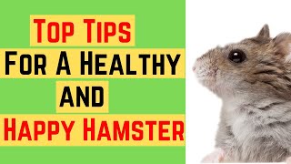 Top Tips For a Healthy & Happy Hamster ♥️ screenshot 5