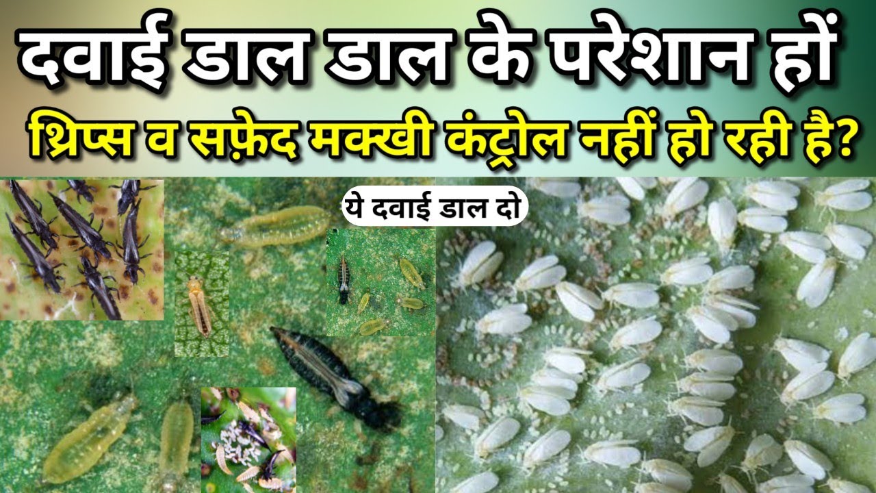 thrips control insecticide whitefly control insecticide whitefly