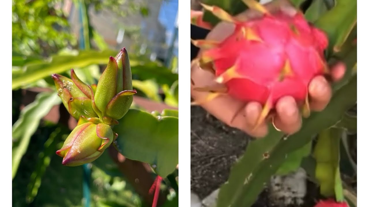 Growing Dragon fruits in North Carolina.Myhomegardenunlimited YouTube