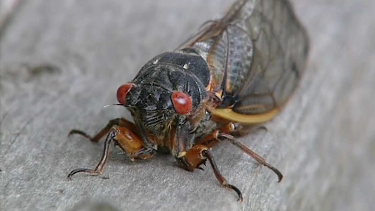 'Cicada-geddon': 17 States to Be Overrun with Trillions of Bugs