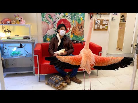 フラミンゴに求愛されるカオスな生き物カフェ