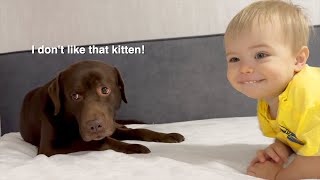 Emotional Dog's Reaction as Baby Plays with Kitten!