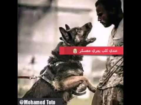 كلب اجدع منك اصاحبي