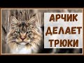 Арчик делает трюки. Хорошо я был рядом!