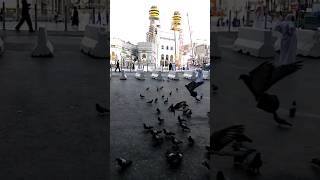 Pigeons in Masjid al Harams Yard | کعبہ کے صحن کے کبوتر makkah saudiarabia