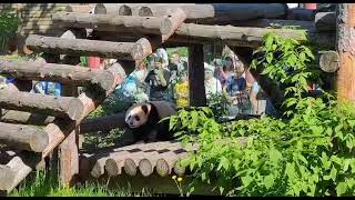 СкОка здЕся и ТУтА всЕго иНтеРесНого и вСë мОë МоскОвсКиЙ зооПарк🐼👀👍😍baBy paNda MOScow zoo🐼👀👍👍😍