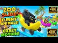 Zoo Slide Experience with Funny Animals and Crazy Motion 3d