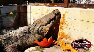 Living with Alligators and Crocodiles, it's either "Fast Hands or No Hands". Profile