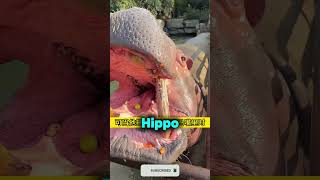 Hippo Eats a Tiny Grape… Then THIS Happens 😂❤️ #shortvideo Net Worth