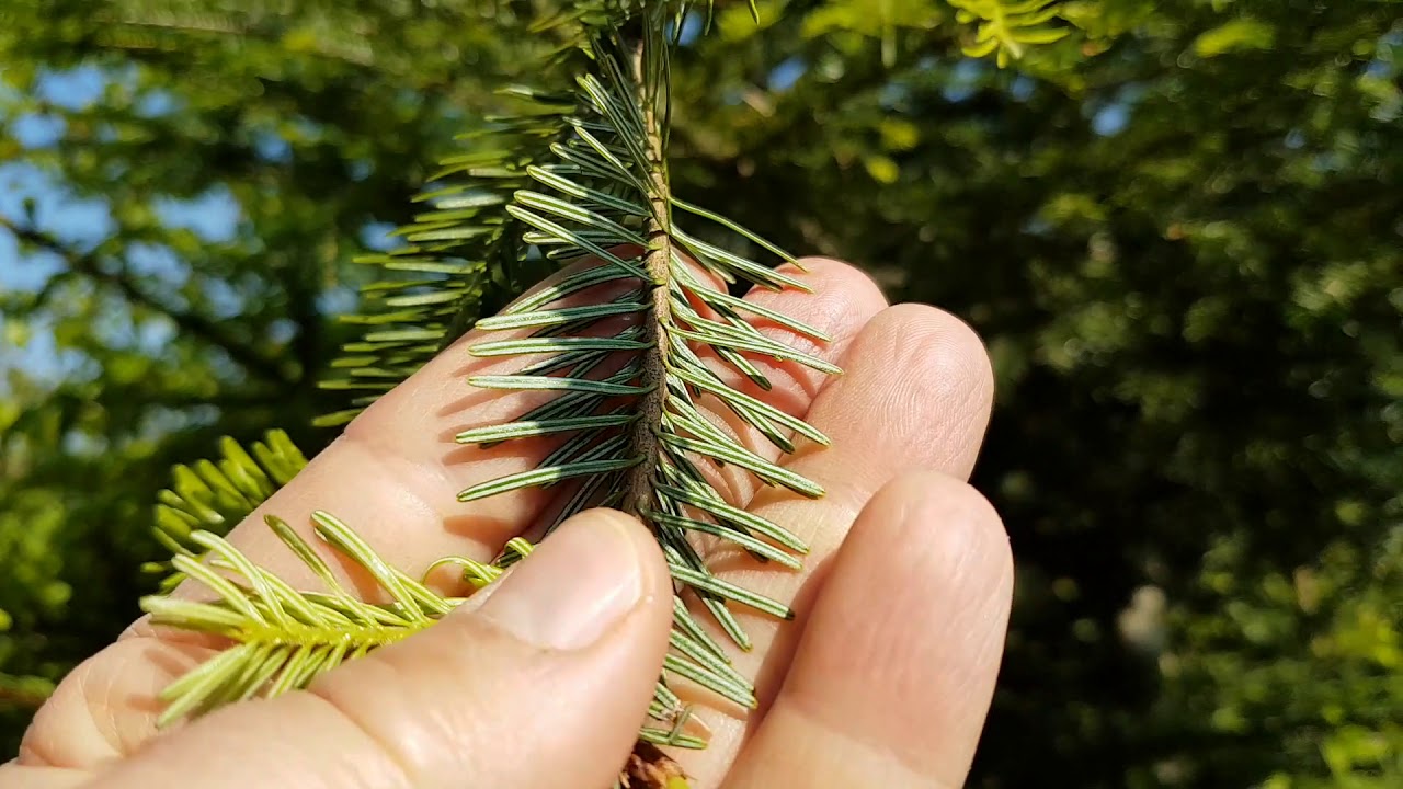 Wie kann ich Fichte, Tanne und Eibe unterscheiden? - YouTube