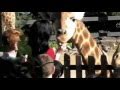 Katy Perry&#39;s Animal Attraction @ Targona Zoo