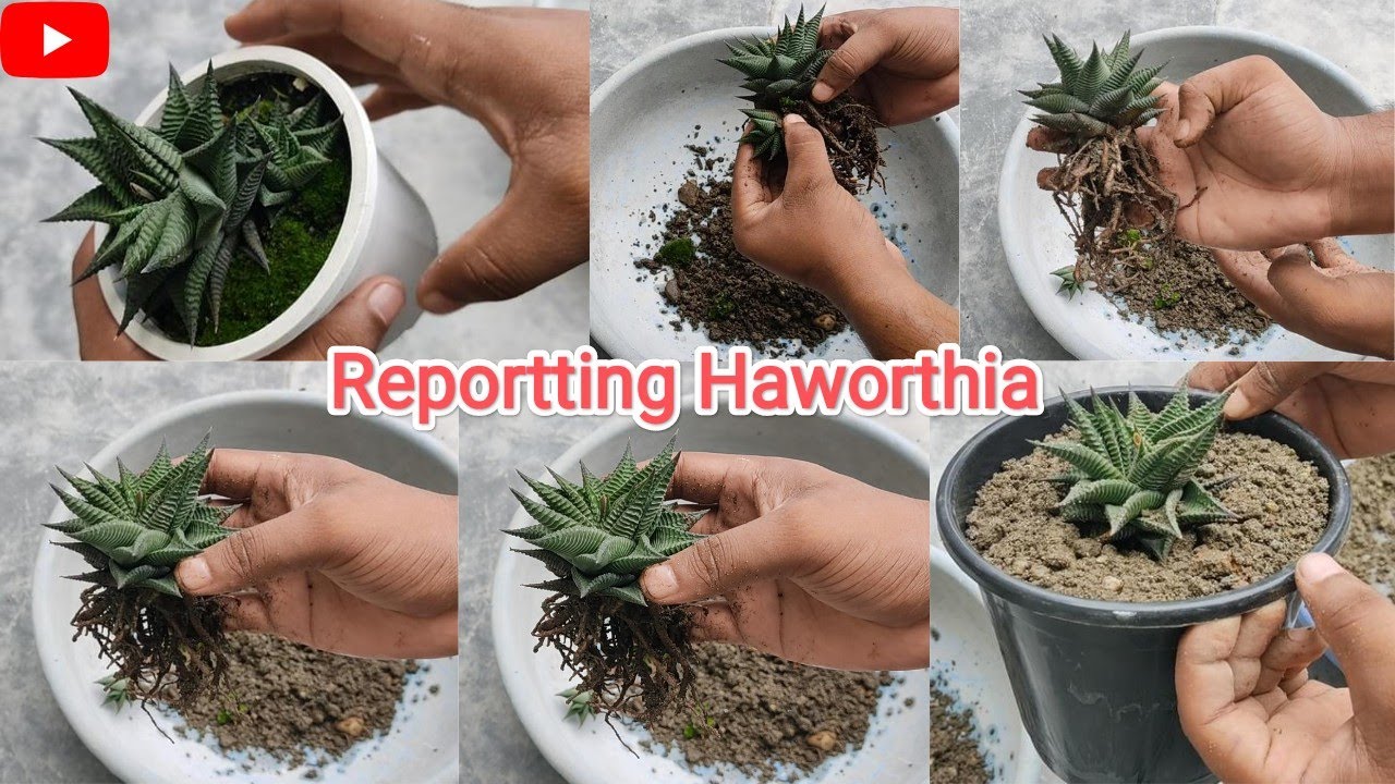 How To Repot Haworthia Haworthia ko report kaise kare Repotting