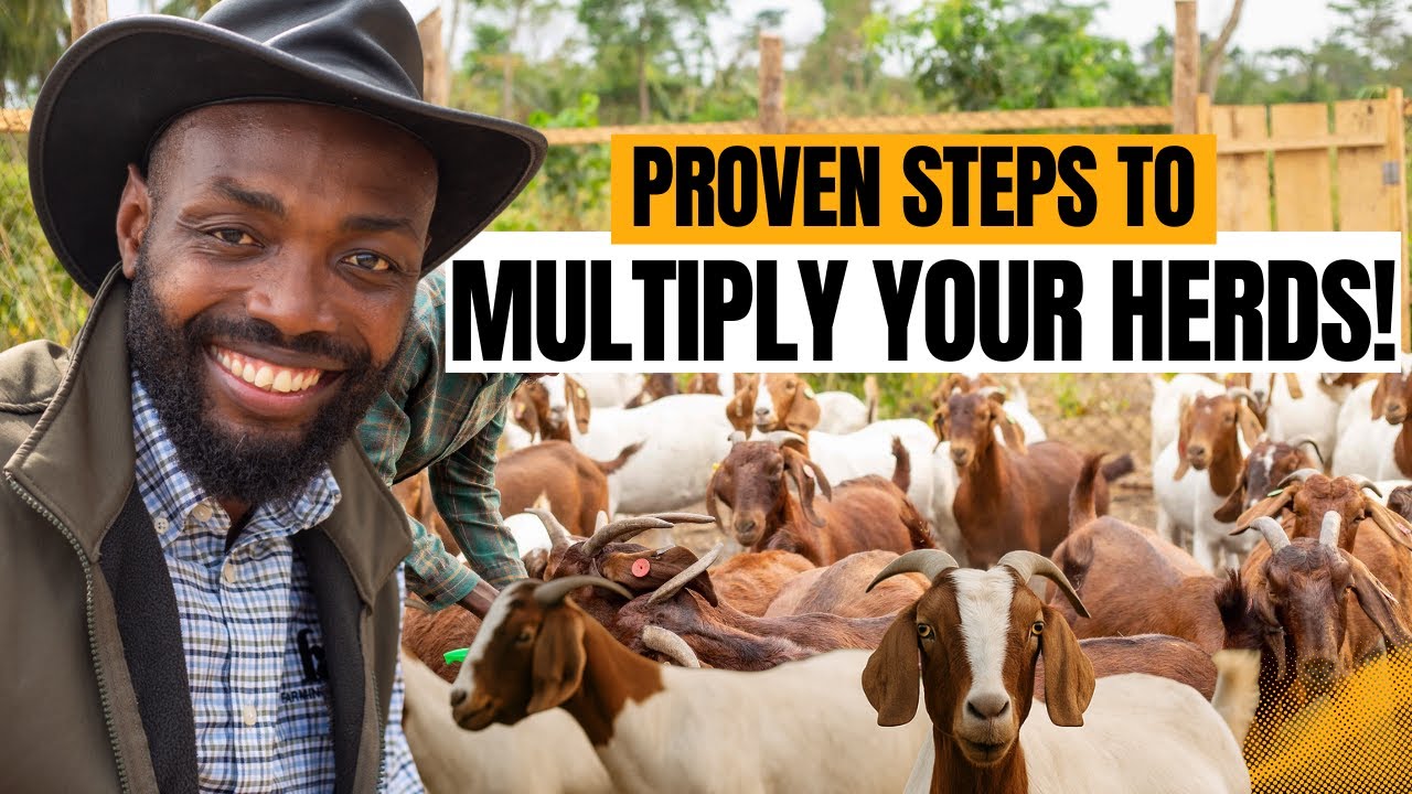 КАК РАСШИРИТЬ СТАДО КОЗ ОТ НЕБОЛЬШОГО ДО ОГРОМНОГО В АФРИКЕ