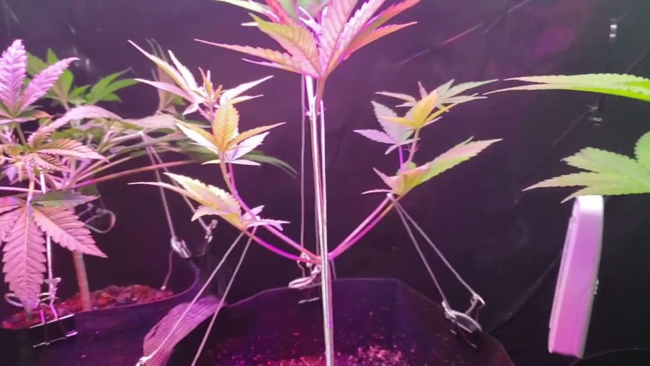 Fortune Cookie Death