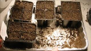 how to grow perennial cupid's dart flowers seeds, how to grow perennial delphinium flower seeds