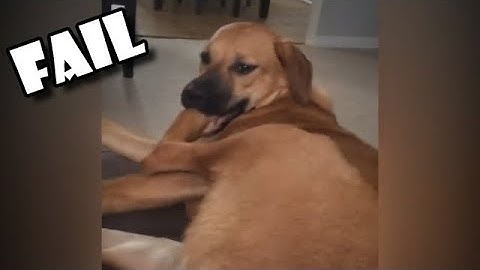 Try Not To Laugh or Grin - Funny Fails From Internet 2019 | FunToo
