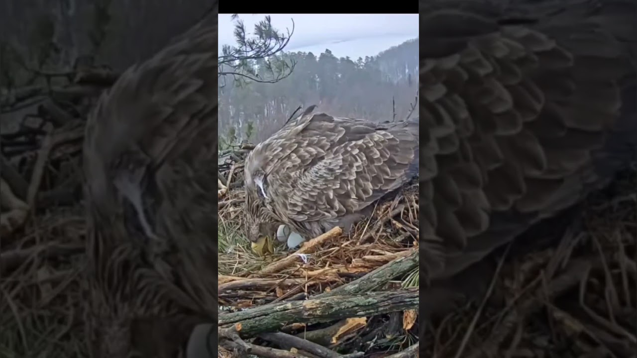 Чулман и его сокровища 🦅  Chulman and his treasures