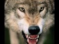 Conheça Os 10 Animais Mais Perigosos do Mundo