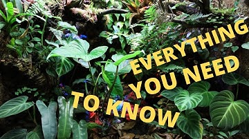 [Check Pinned Comment] How to PLANT a DART FROG VIVARIUM