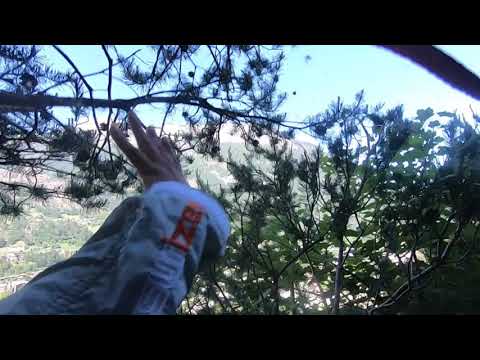 Guy's Parachute Gets Stuck Between The Trees During A Tough Base Jumping Crash