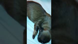 Shih Tzus Sister Gives Her A Belly Roll