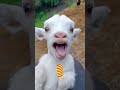 خروف العيد جوعان اكل شوكلا ايس كريم خروف الحلوب Eid Sheep A Goat Screaming
