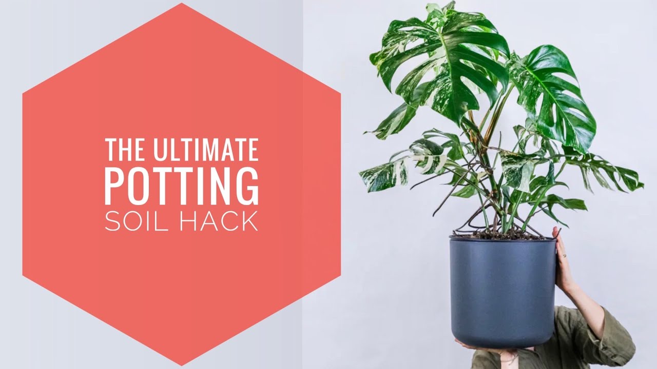 TOP DRESSING HOUSEPLANTS FOR FERTILIZER & MICROBES. THE RESULTS WITH