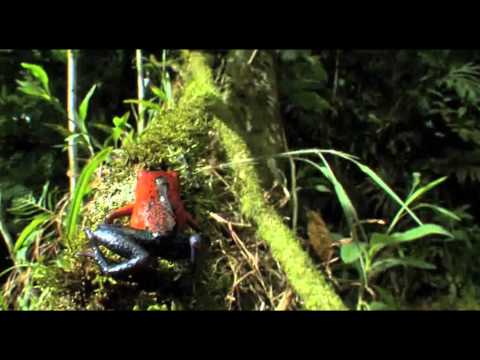 ライフ　いのちをつなぐ物語　映画　予告編