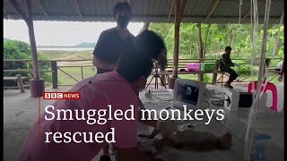 More than 100 monkeys struggling for air rescued from smugglers (Thailand) - BBC News - 30 May 2021