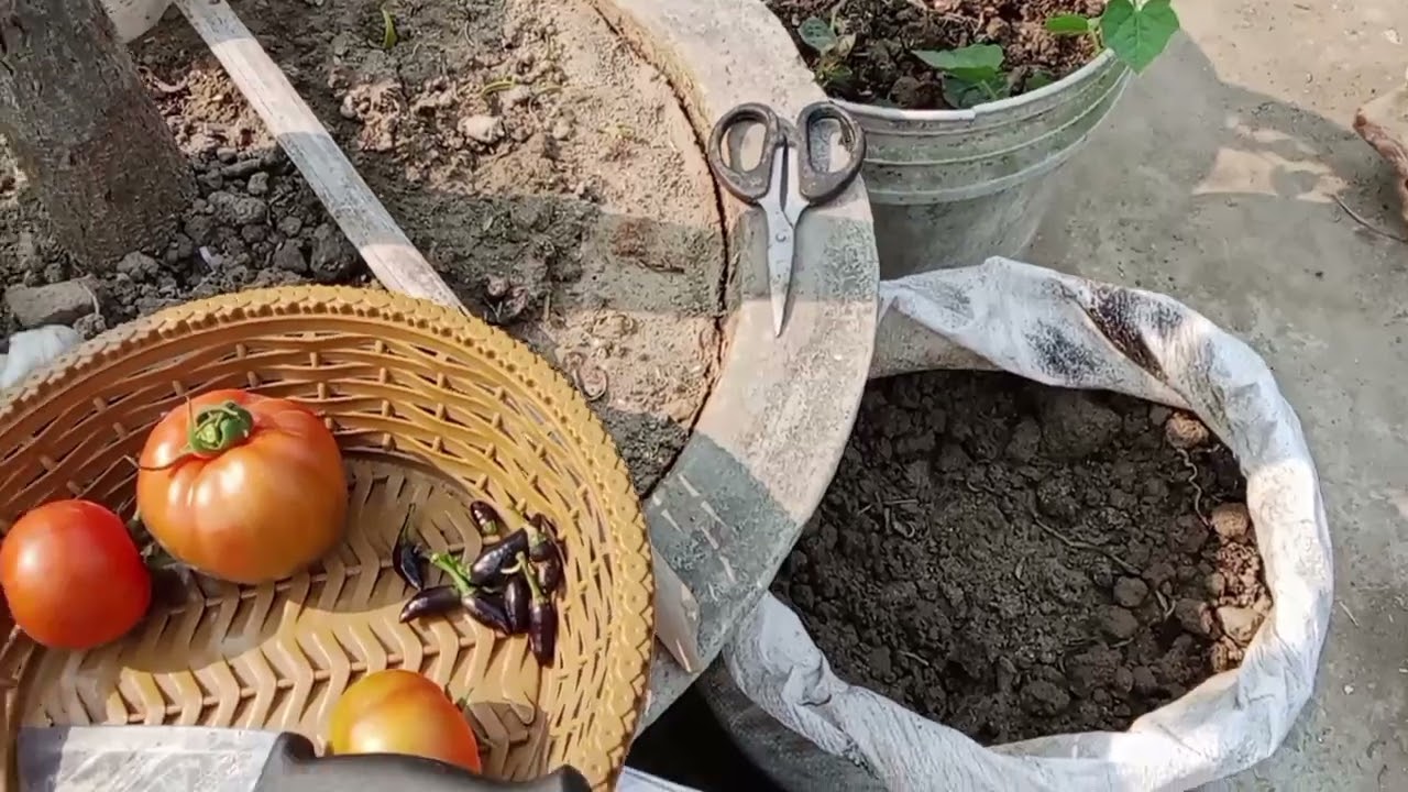 আজকে আমাদের ছাদের ছোট বাগান থেকে কিছু শাকসবজি তুললাম। 🙂