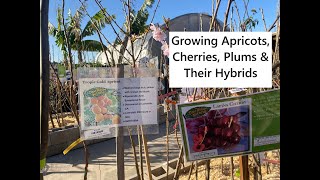 Growing Apricots, Cherries, Plums, & Their Hybrids