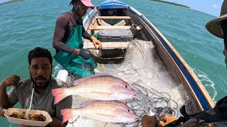 LANE SNAPPER HUNT IN TAMARIND SEASON!!!