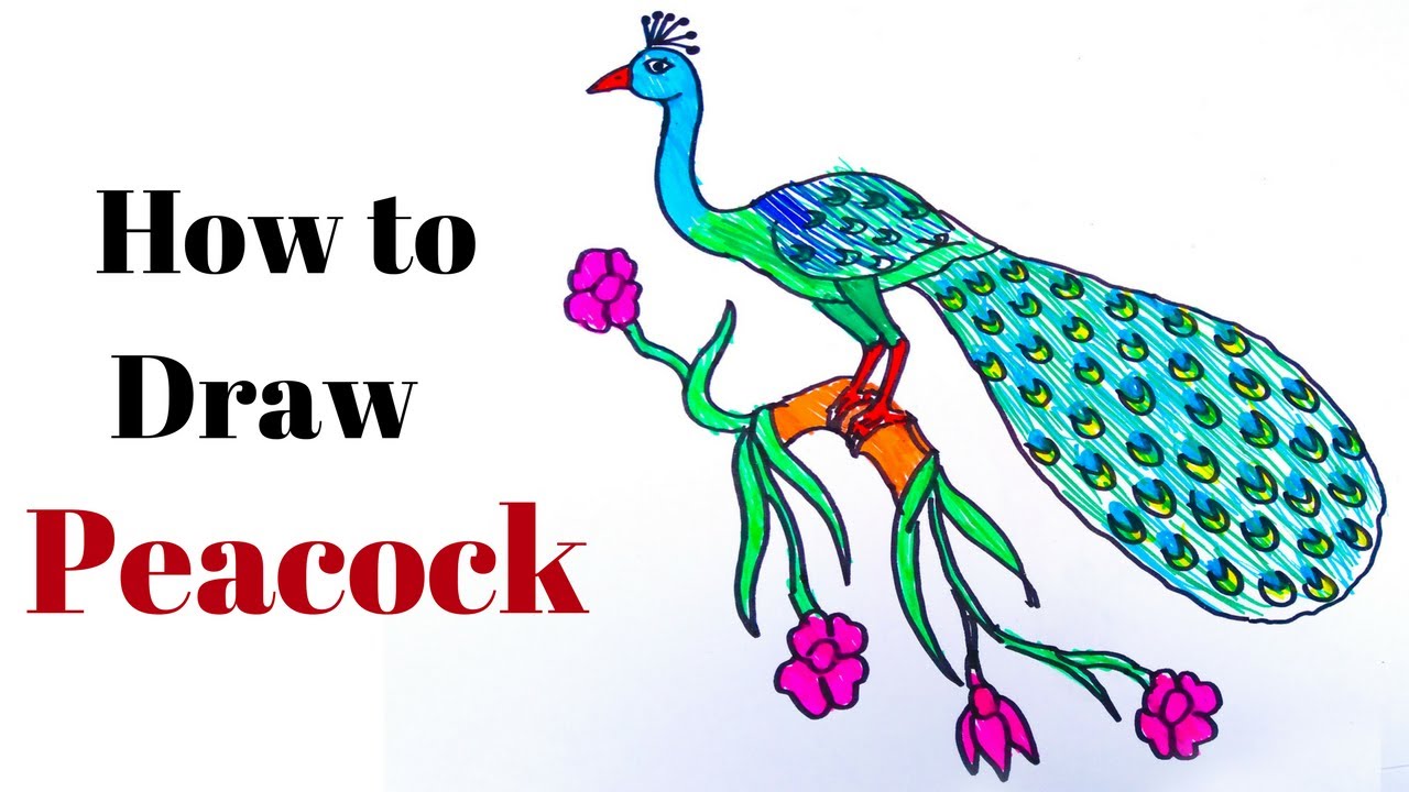 24 Peacock Bird Drawing Step By Step : Free Coloring Pages