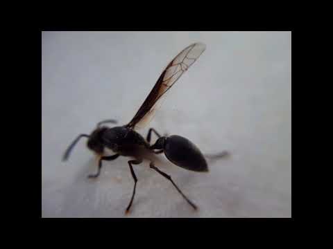 Entomología: Avispa negra Closeup macro #avispas #macro #closeup #wasp hqdefault