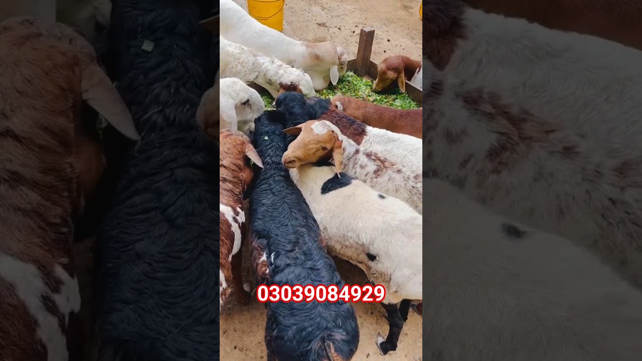 Sudani sheeps Available in karachi | Sodani sheeps in karachi 