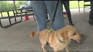 Free parvo vaccine clinic held in Chicopee