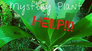 WHAT IS THE NAME OF THIS PLANT??? | Walking Iris or Gladiolus | Mystery Plant