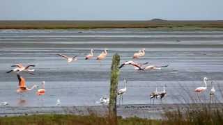 Flamencos en Pargua, Región de Los Lagos, Chile (parte 2 de 4)