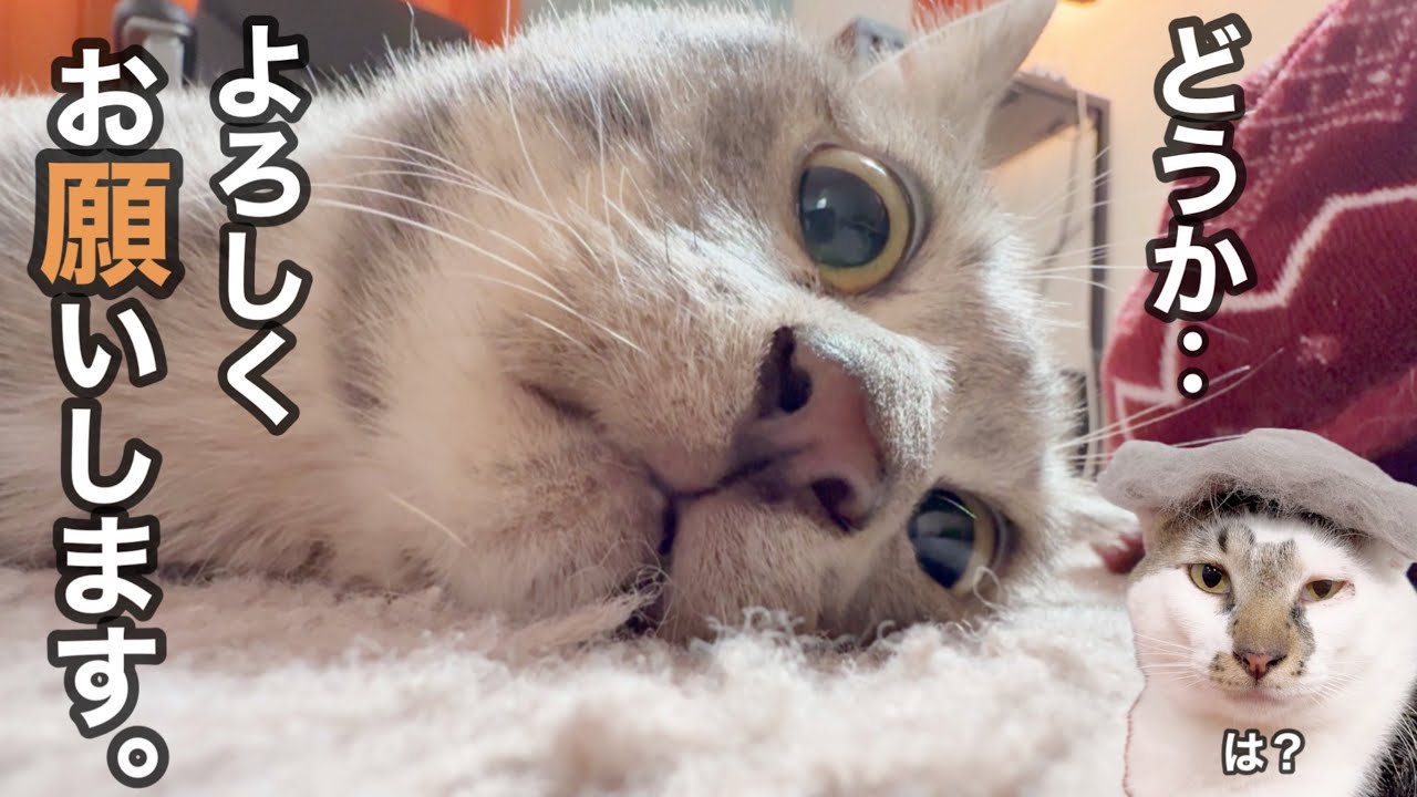 どうかどうか、ヨロシクお願いします🙏