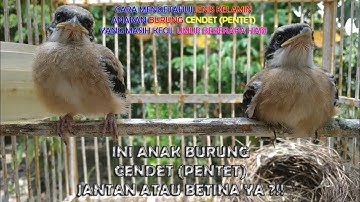 Cara Mengetahui Jenis, Ciri Ciri Fisik Anak Burung Cendet (Pentet) Jantan Dan Betina + Perbedaannya
