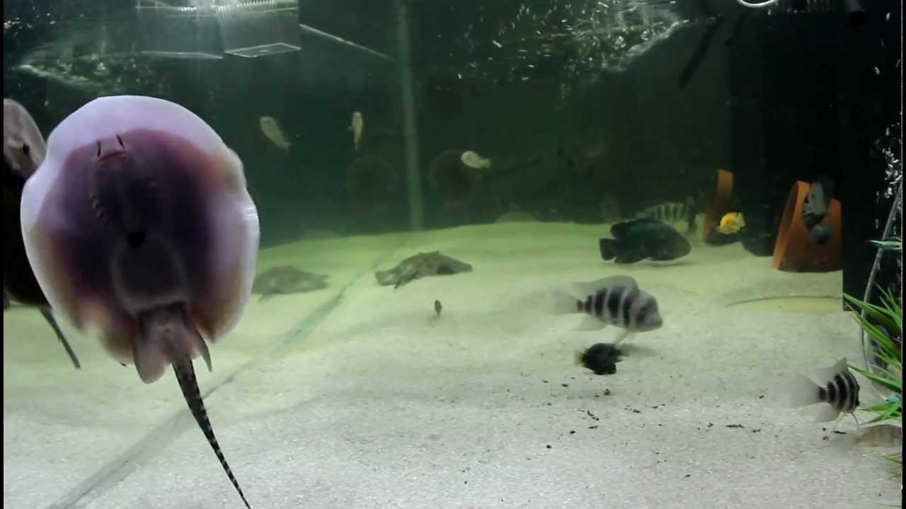 freshwater stingrays for aquariums