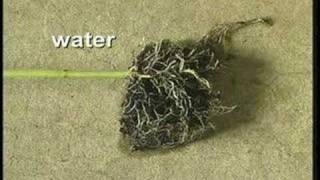 Photosynthesis and Respiration
