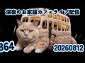 深夜のお家猫カフェライブ配信 ８６４