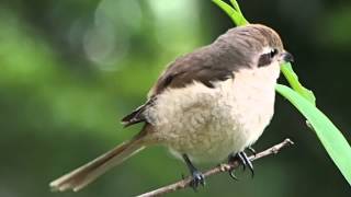 1030311植物園紅尾伯勞1