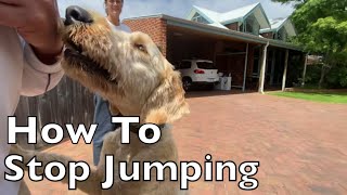 How To Stop Dogs Jumping